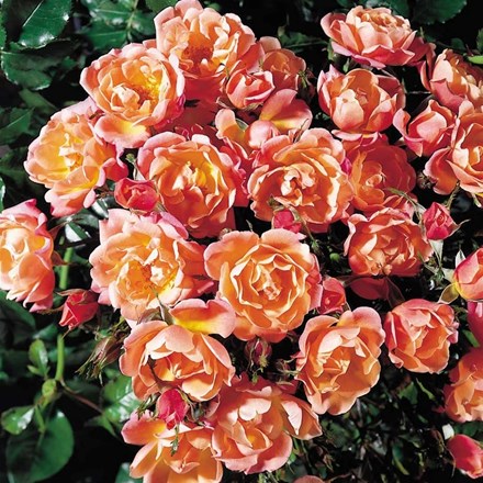 Rosa Thank You | Patio Rose