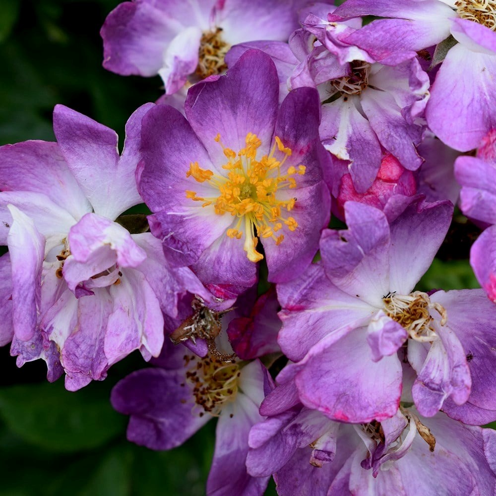 Rosa Veilchenblau | Rambling Rose