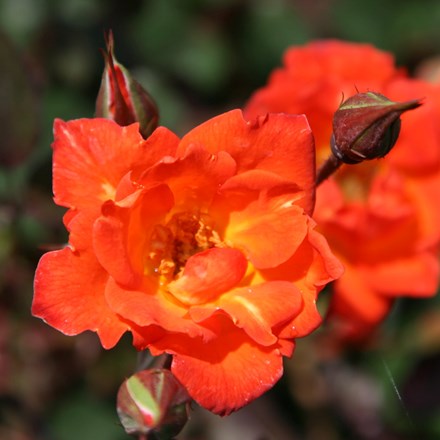Rosa 'Warm Welcome' ('Chewizz') (PBR) | Climbing Miniature Rose |