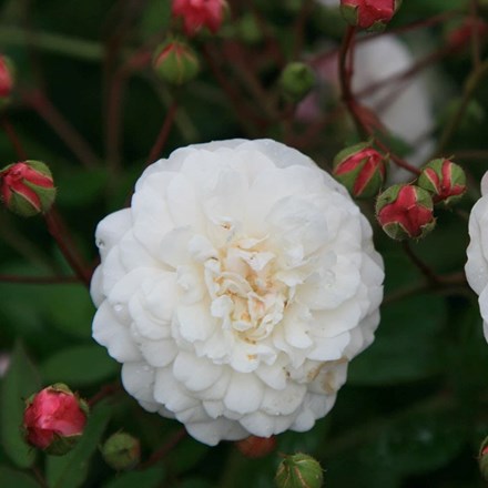Rosa White Pet | Polyantha Shrub Rose