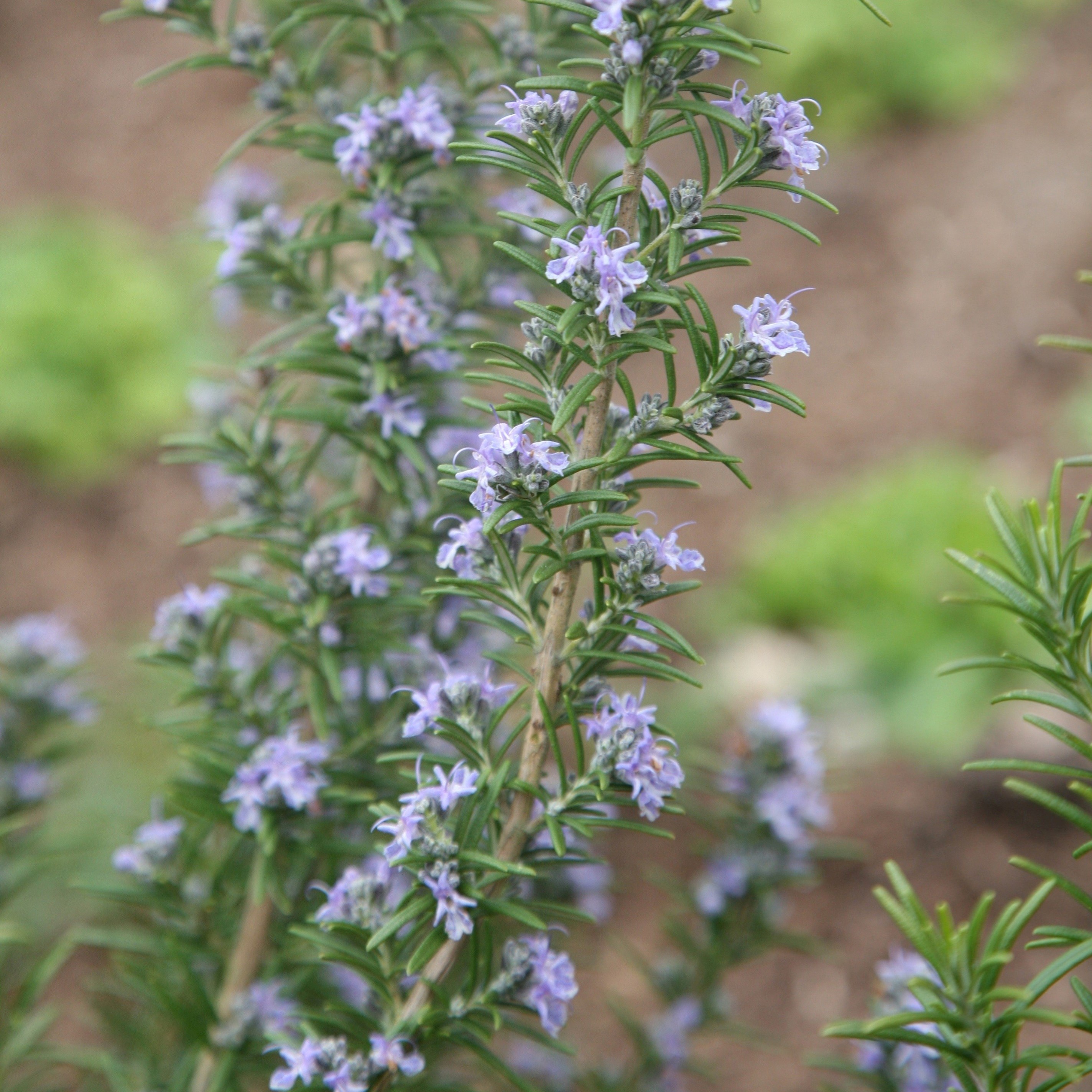 Summer Sale: Fruit, Vegetables & Herbs