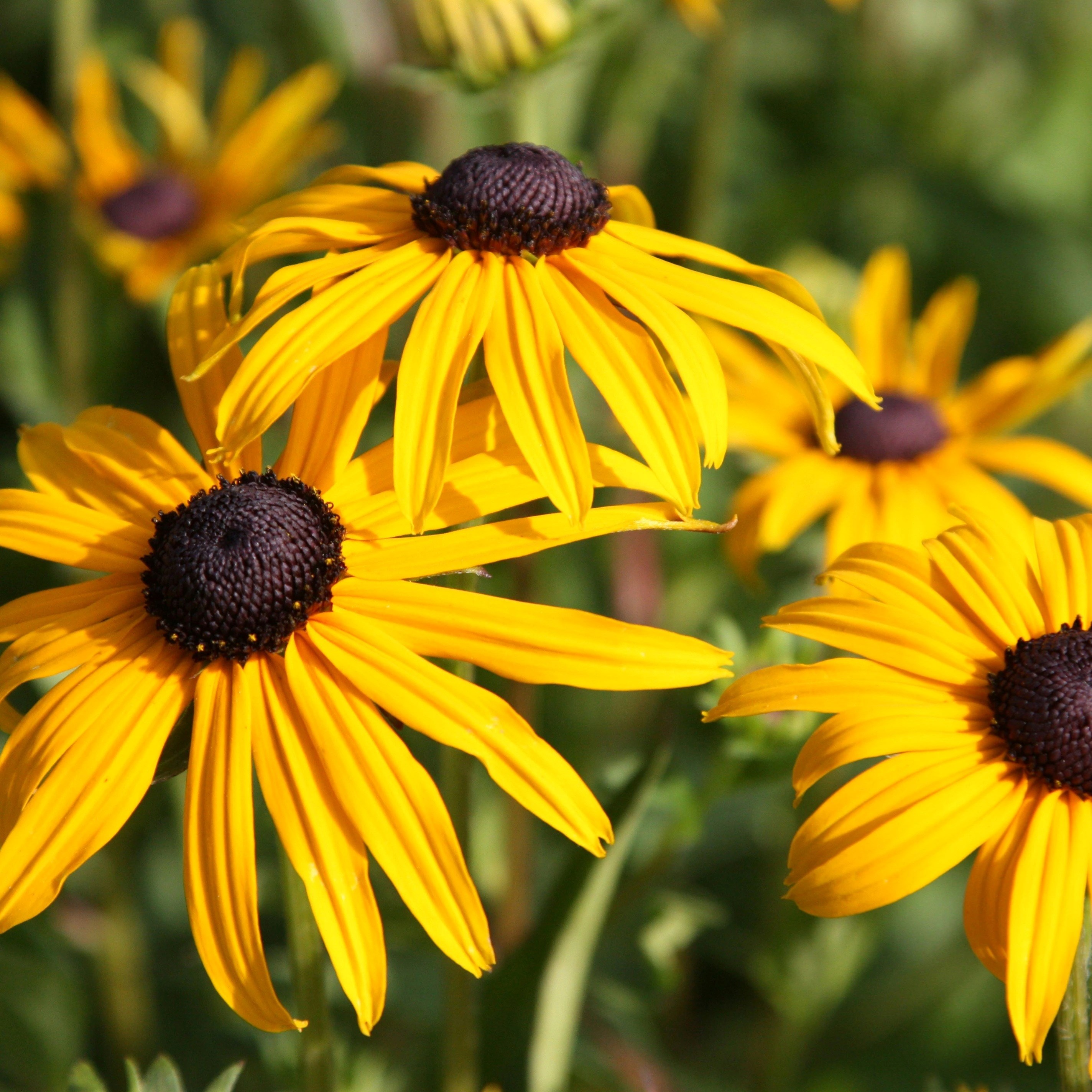 Rudbeckia Fulgida Var. Sullivantii Goldsturm | Black-Eyed Susan