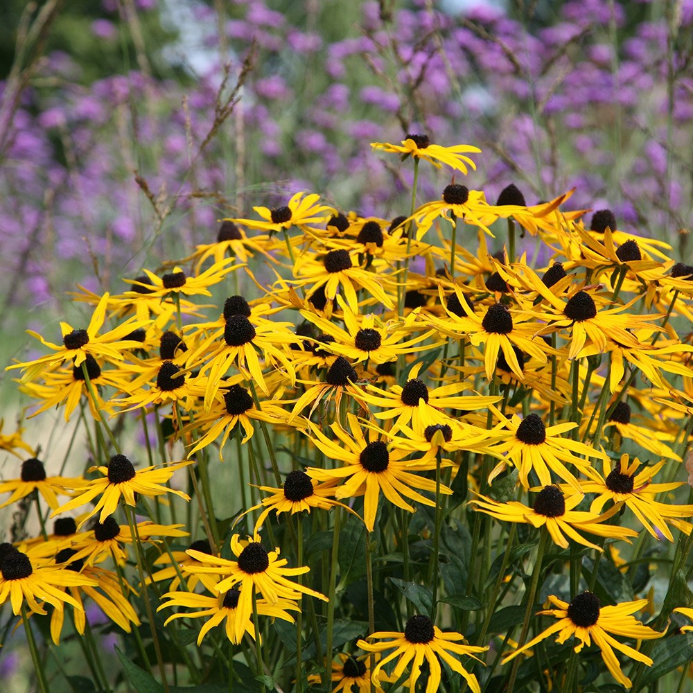 Rudbeckia Fulgida Var. Sullivantii Goldsturm | Black-Eyed Susan