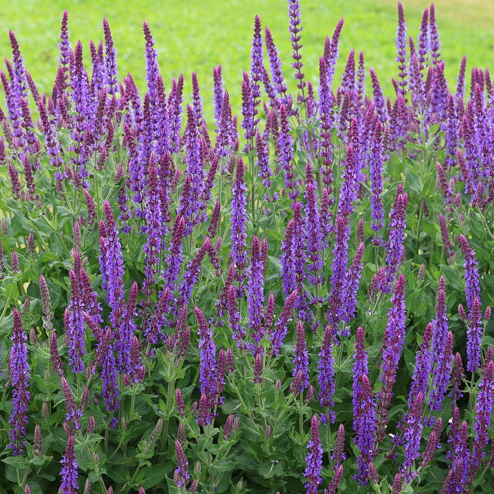 Salvia Nemorosa Ostfriesland | Balkan Clary