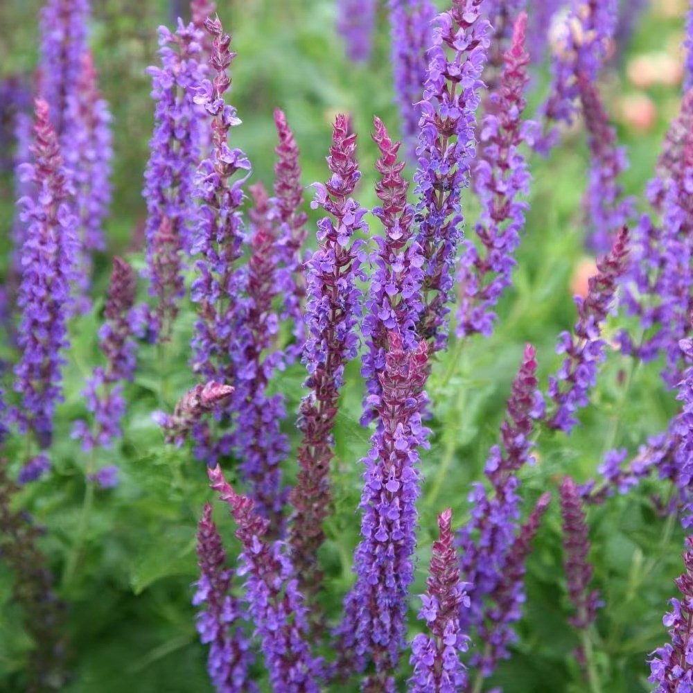 Salvia × Sylvestris Mainacht | Salvia May Night