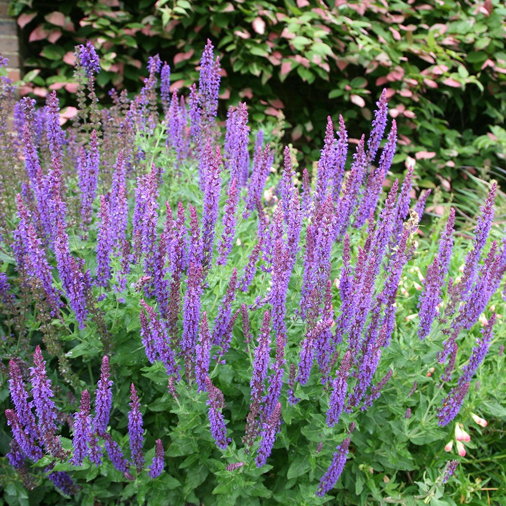 Salvia × Sylvestris Mainacht | Salvia May Night
