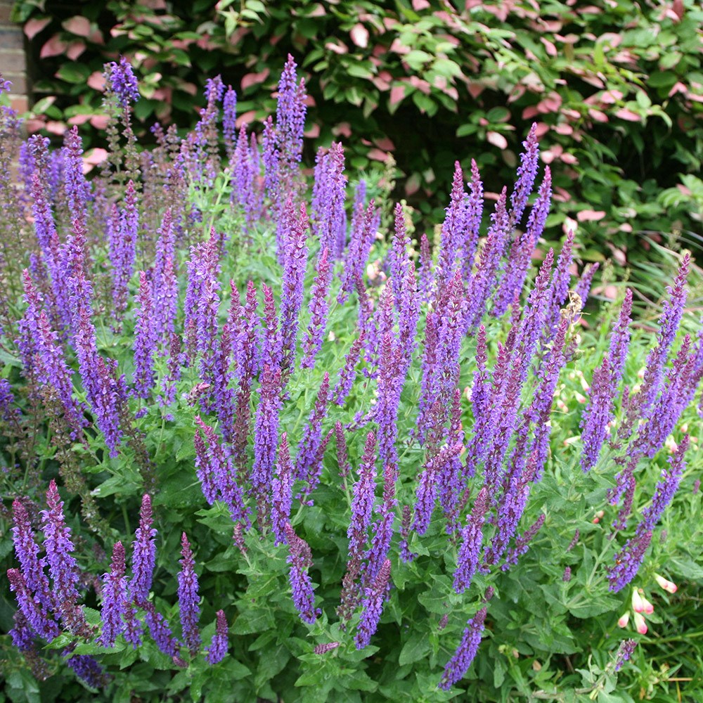 Salvia × Sylvestris Mainacht | Sage