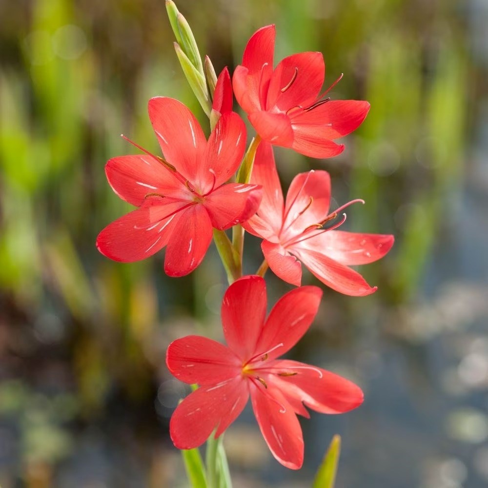 Schizostylis coccinea Major | Crimson Flag | Hesperantha coccinea
