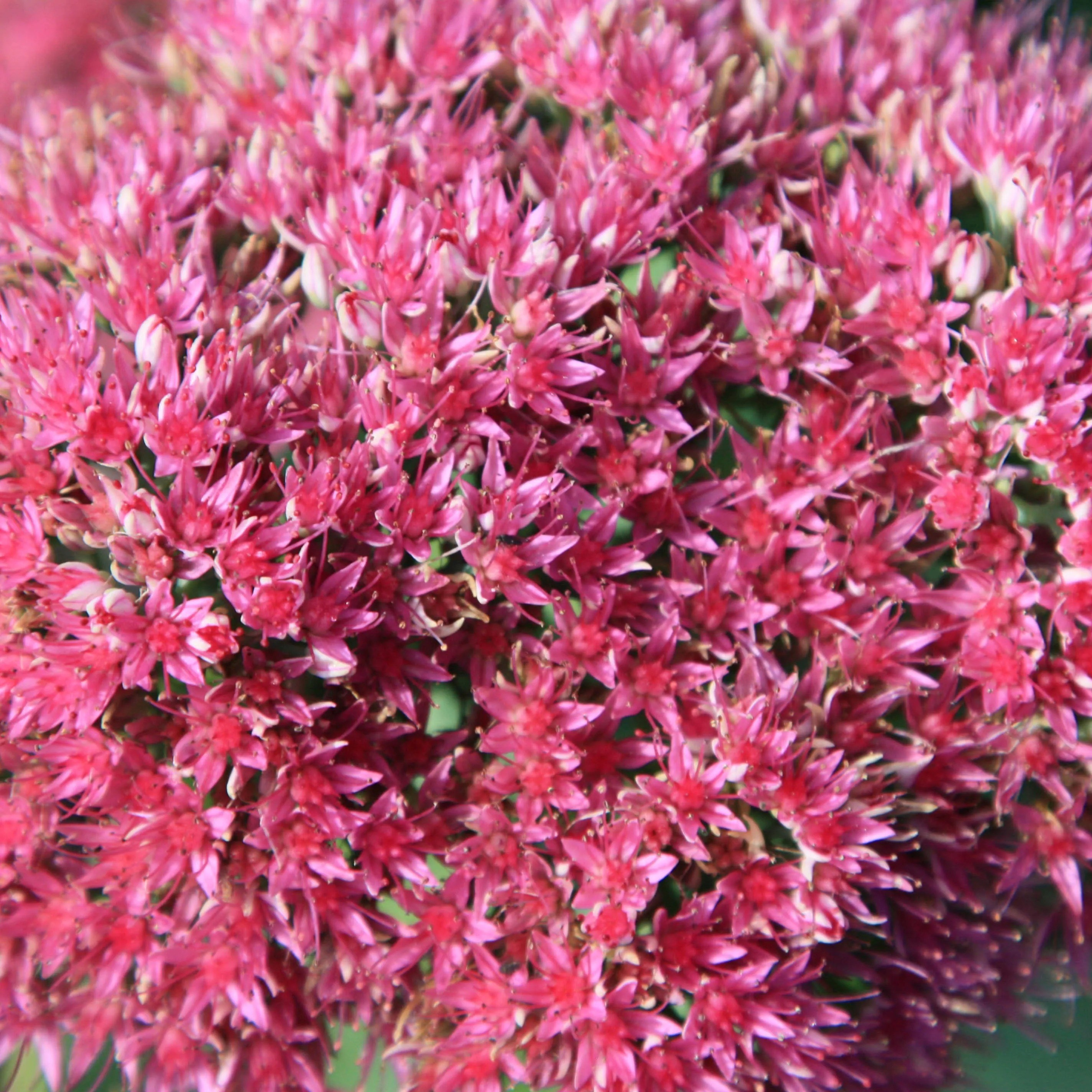 Sedum Brilliant | Stonecrop | Hylotelephium