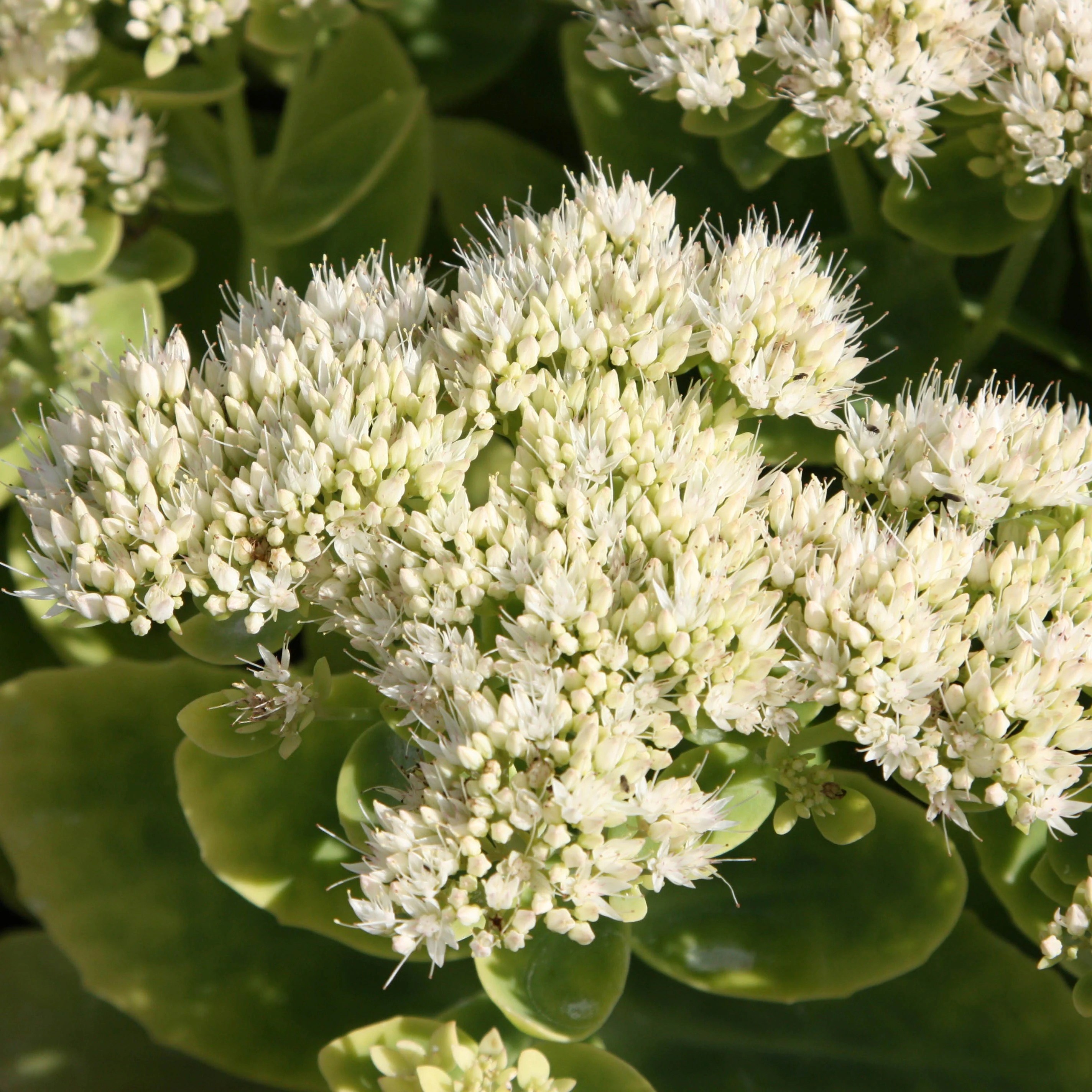 Sedum Spectabile Stardust | Stonecrop | Hylotelephium