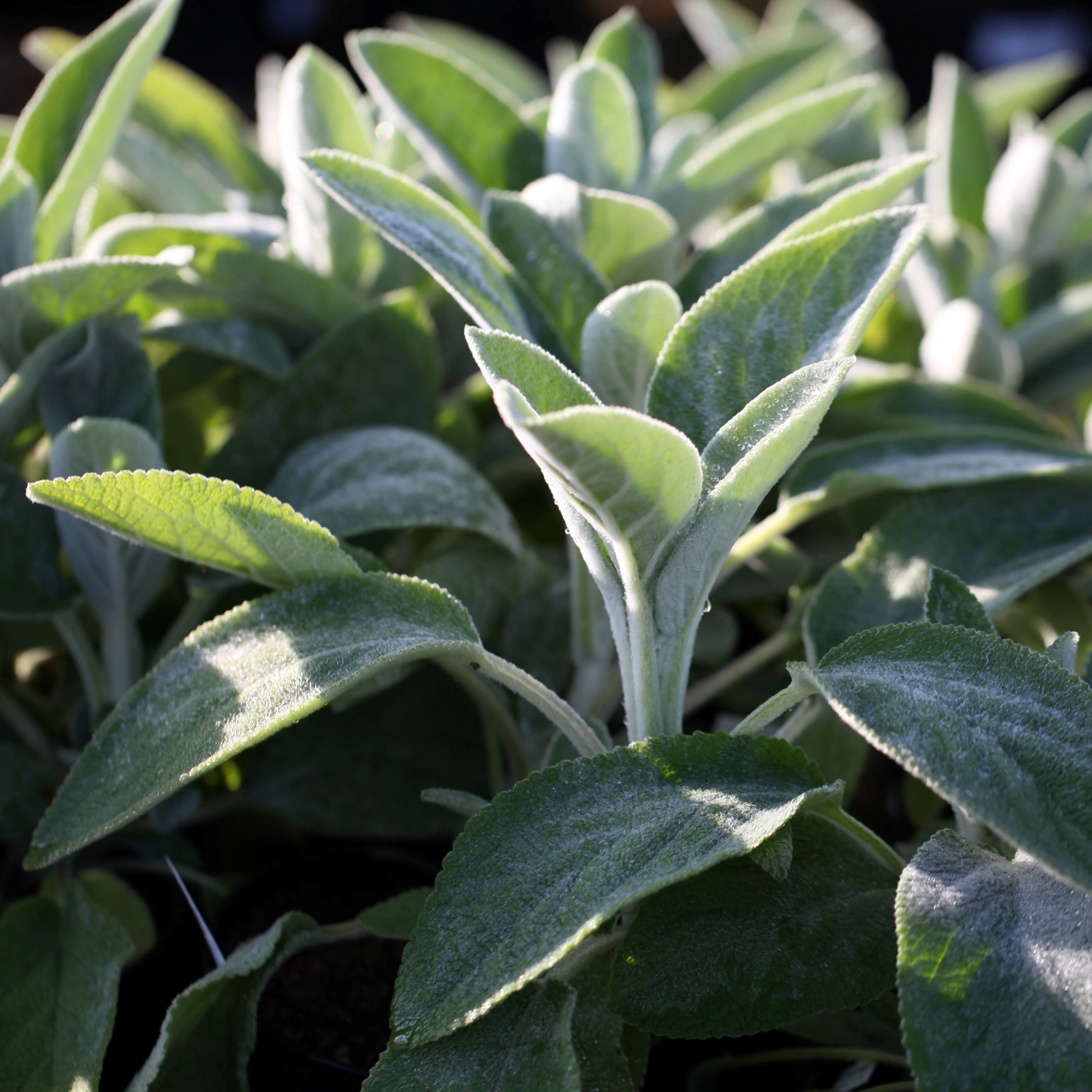 Stachys Byzantina Big Ears | Lambs Ears