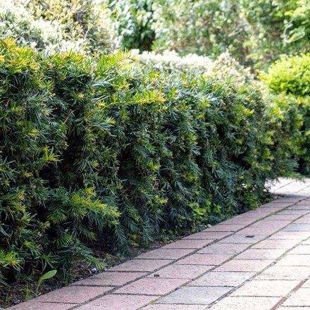 Taxus baccata Repandens | English Yew |