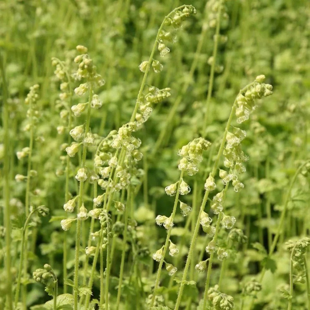 Tellima Grandiflora | Fringe Cups