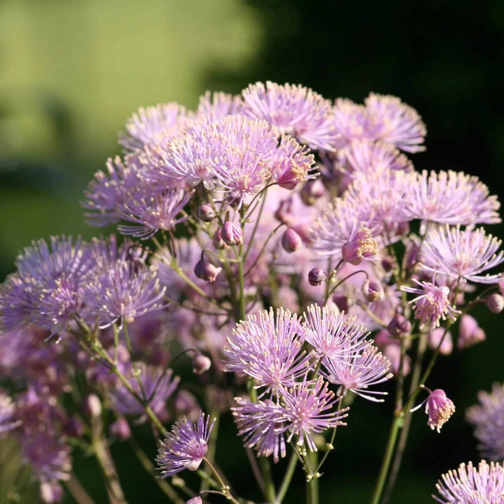 Thalictrum Aquilegiifolium | Meadow Rue