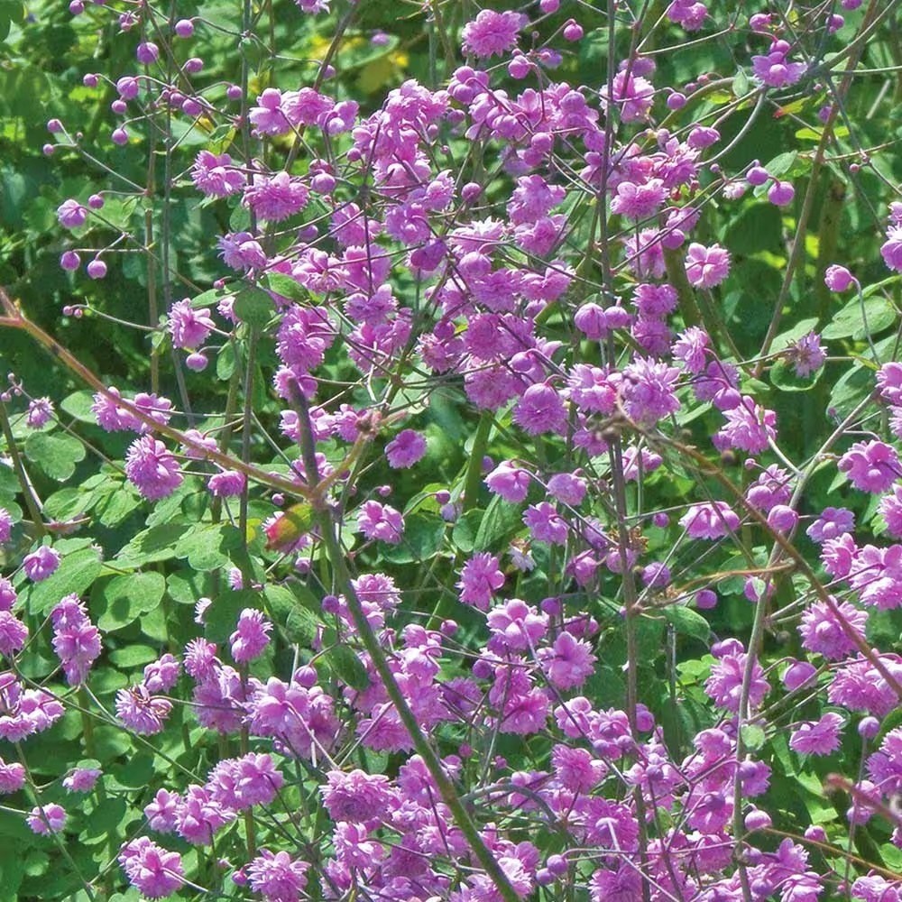 Thalictrum Delavayi Hewitts Double | Meadow Rue