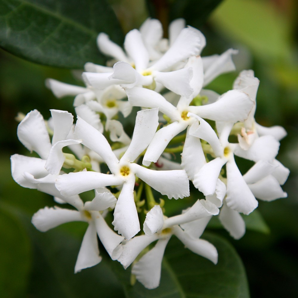 Trachelospermum Jasminoides | Star Jasmine