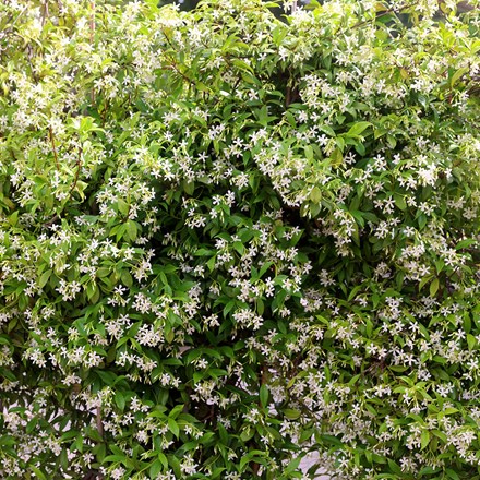 Trachelospermum Jasminoides | Star Jasmine
