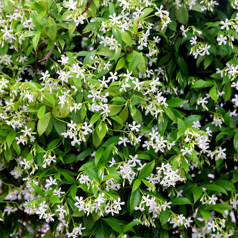 Trachelospermum Jasminoides | Star Jasmine