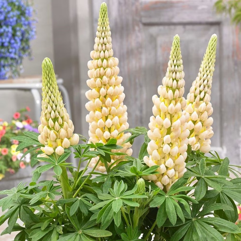 Lupinus Cashmere Cream | West Country Lupin