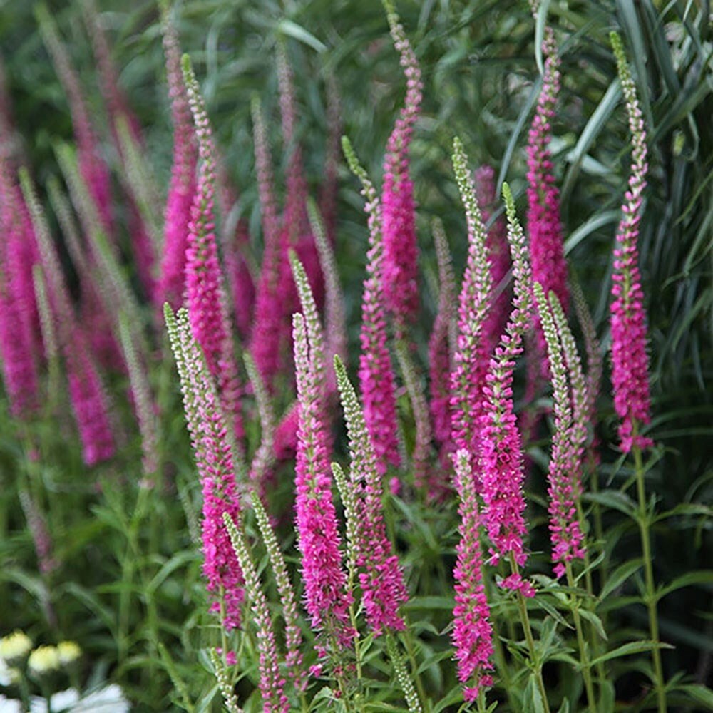 Veronica Spicata Rotfuchs | Speedwell
