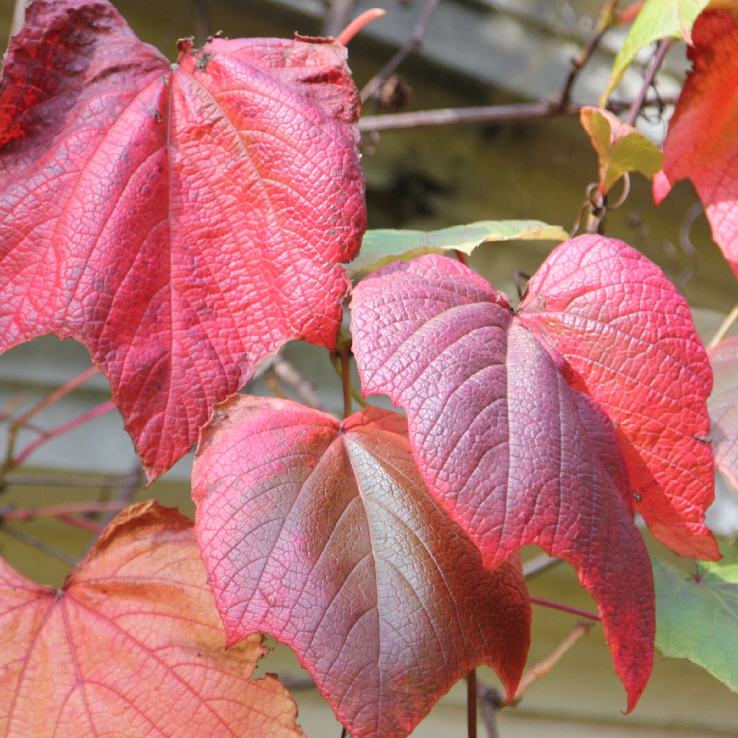 Vitis Coignetiae | Crimson Glory Grape Vine