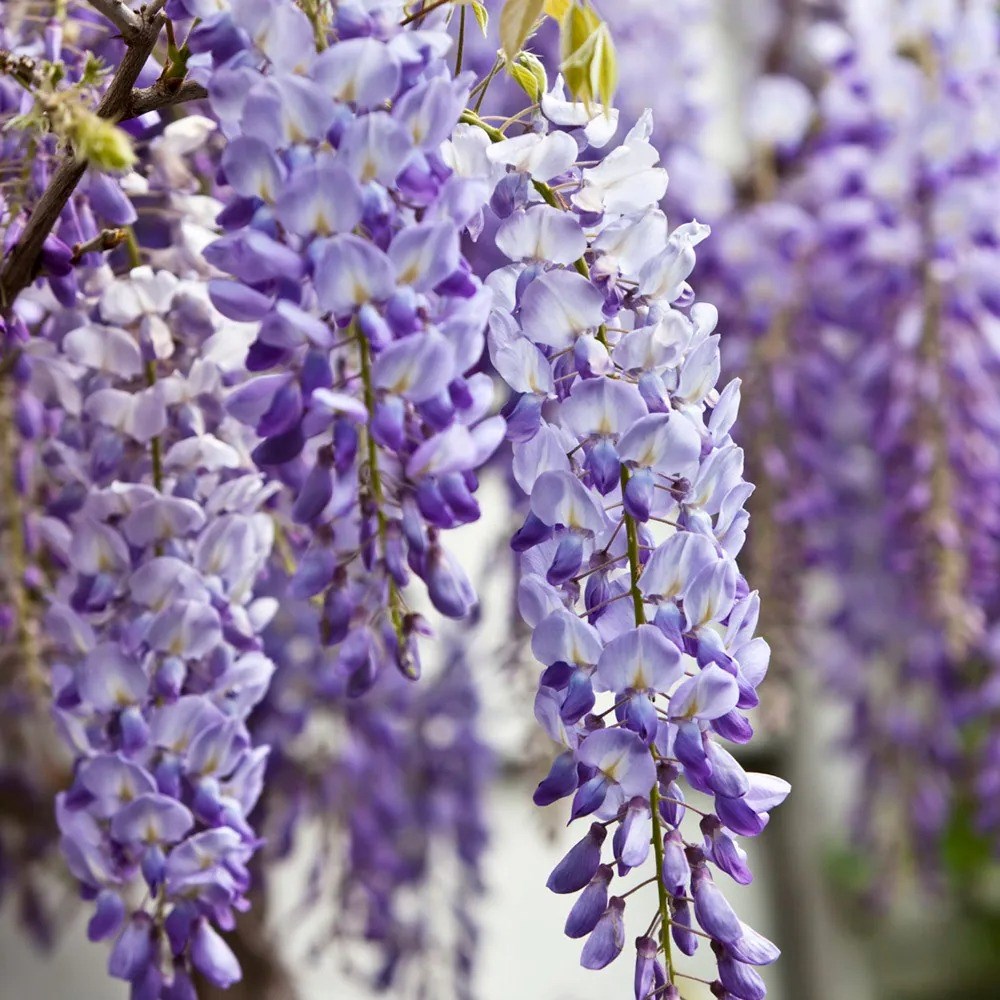 Wisteria Sinensis | Chinese Wisteria