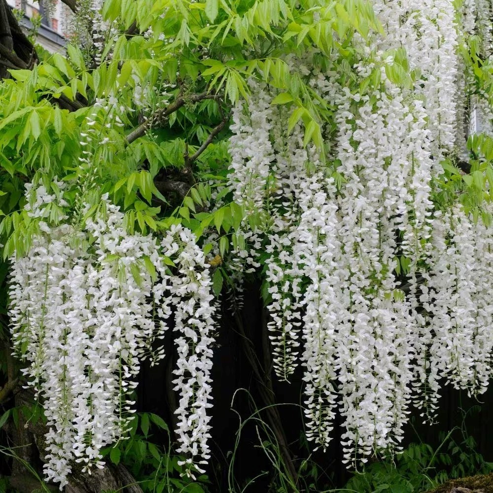 Wisteria Floribunda F. Alba Shiro-Noda | White Japanese Wisteria