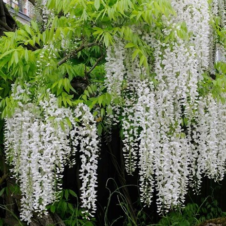 white Japanese wisteria ( syn. Wisteria floribunda Alba / Longissima Alba)