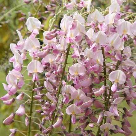Wisteria floribunda Hon-beni | Japanese Wisteria Rosea