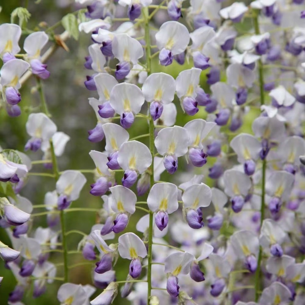 Wisteria Floribunda F. Multijuga | Japanese Wisteria