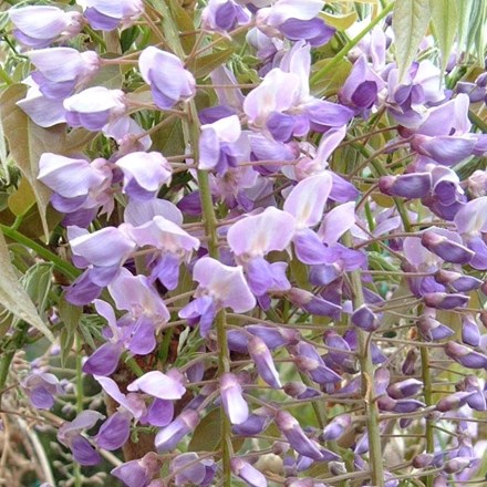 Wisteria floribunda Kokuryū | Black Japanese Wisteria Royal Purple / Kokuryu / B