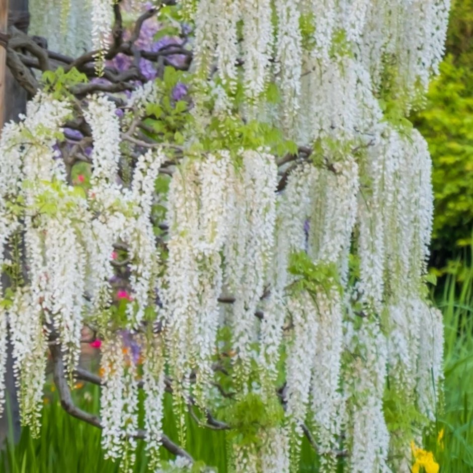 Wisteria sinensis var. sinensis f. alba | Chinese Wisteria