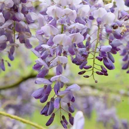 Wisteria Sinensis Amethyst | Chinese Wisteria