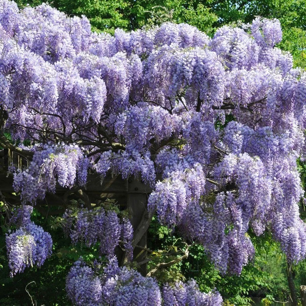 Wisteria Sinensis Prolific | Chinese Wisteria