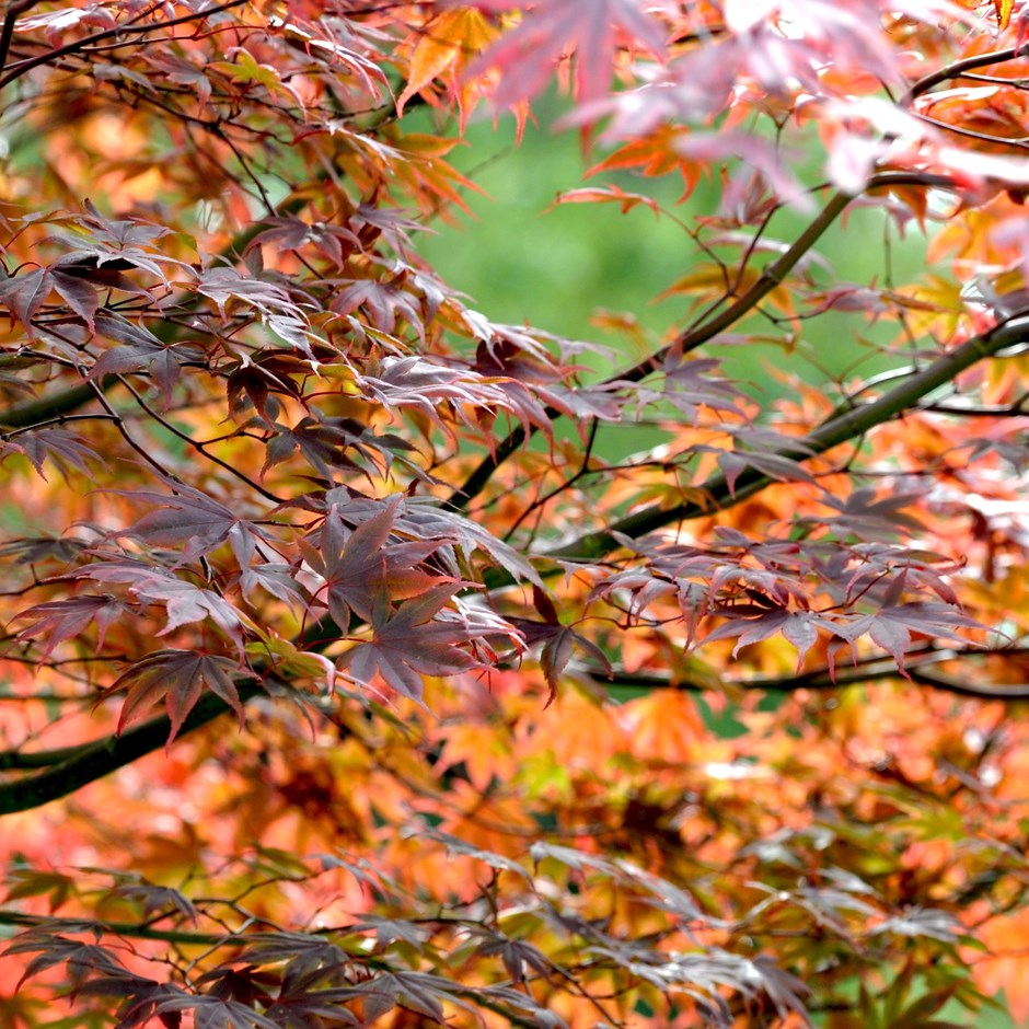 Acer Palmatum Atropurpureum | Japanese Maple