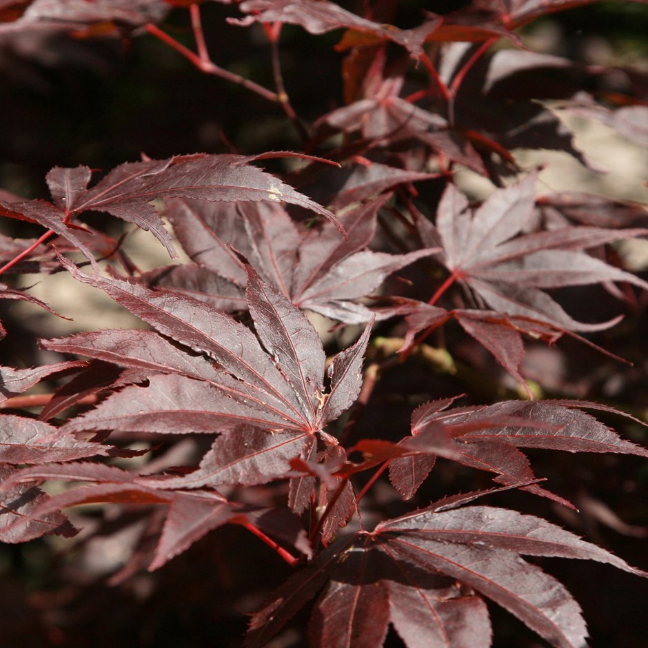 Acer Palmatum Bloodgood | Japanese Maple