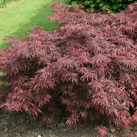 Acer palmatum 'Garnet' | Japanese Maple |  | 40cm tall
