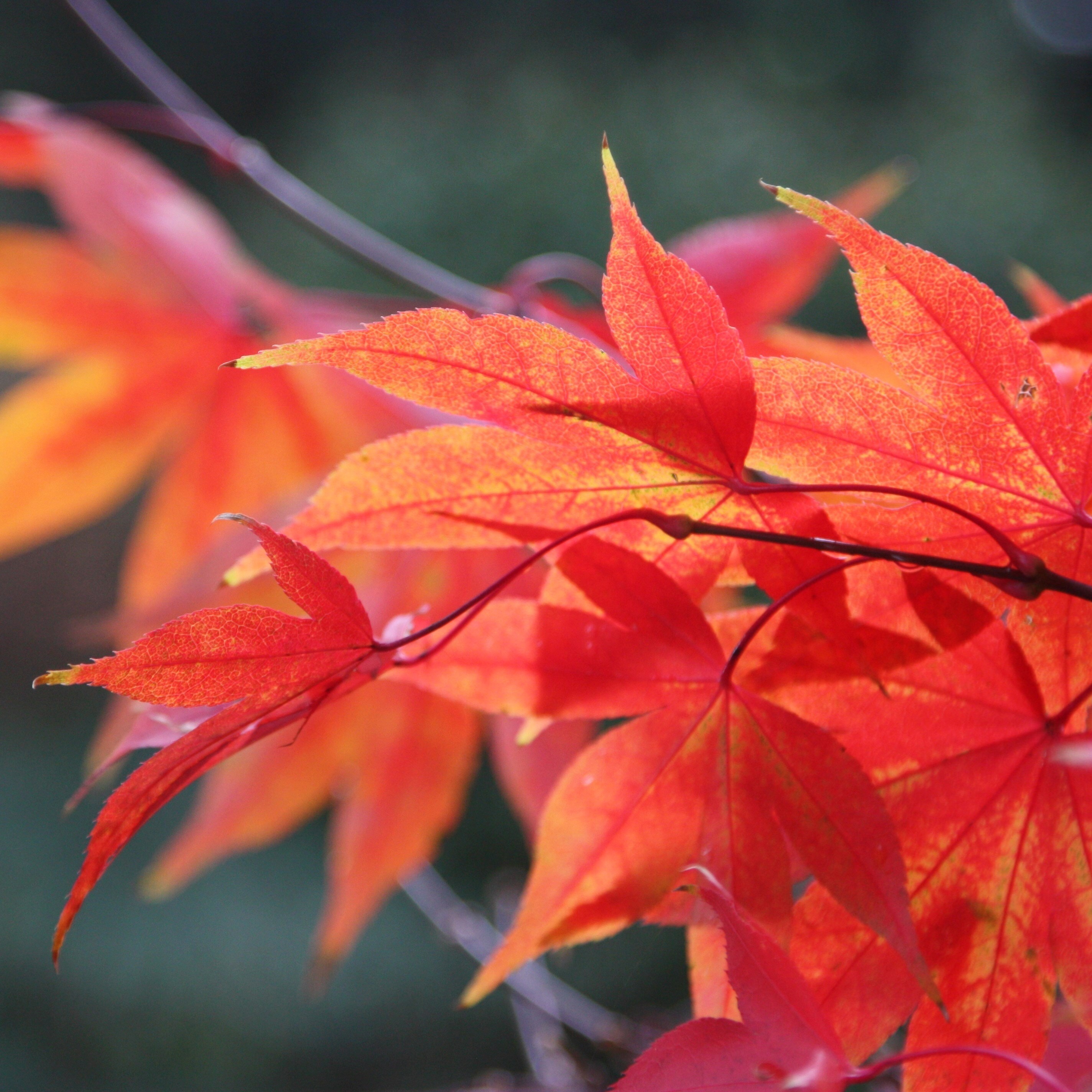 Acer Palmatum Osakazuki | Japanese Maple