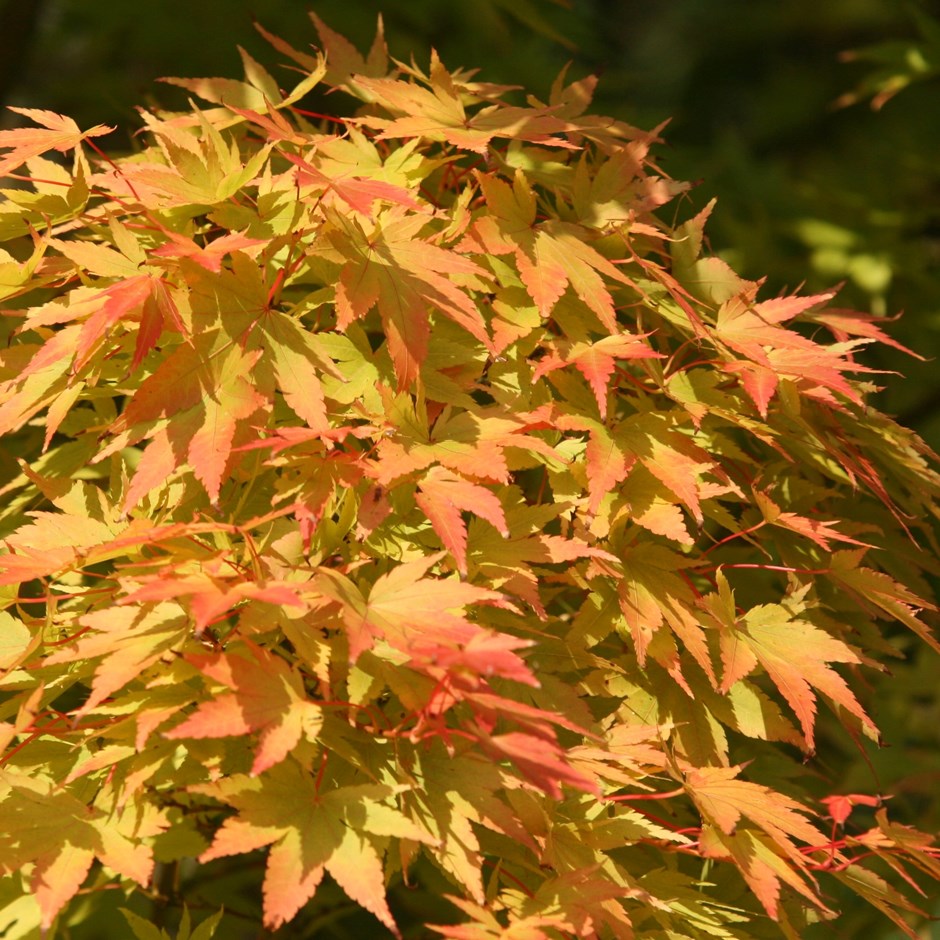 Acer Palmatum Sango-Kaku | Coral-Bark Maple