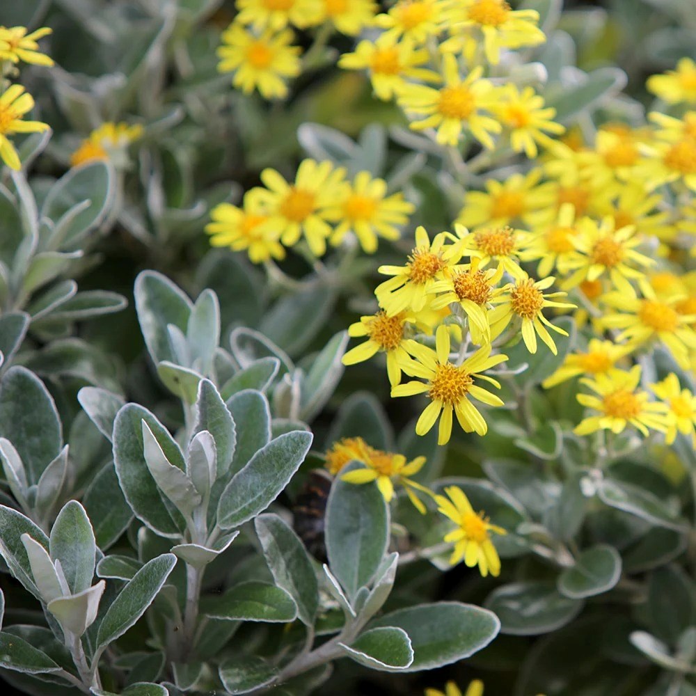 Brachyglottis Sunshine | Senecio