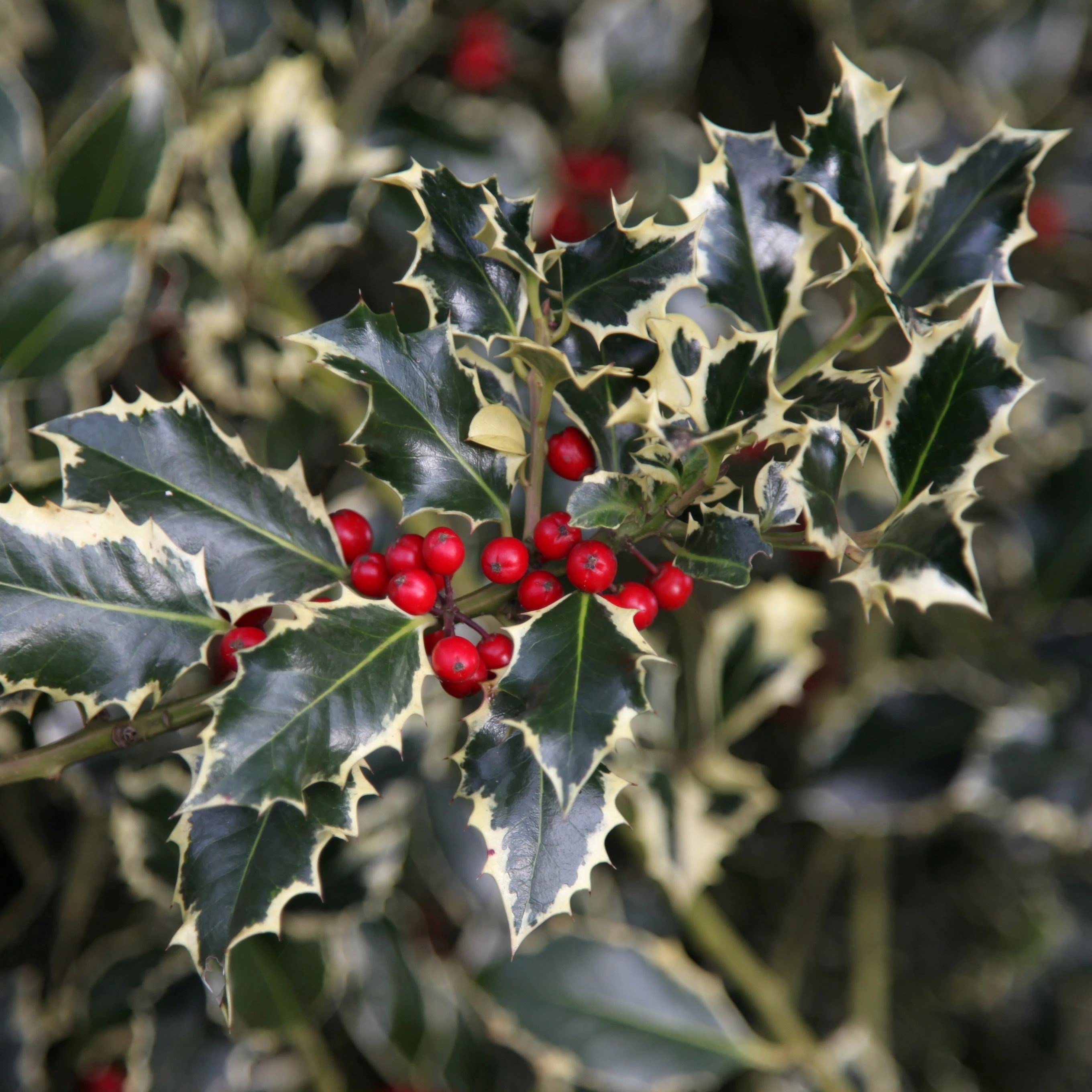 Ilex Aquifolium Argentea Marginata | Broad-Leaved Silver Holly