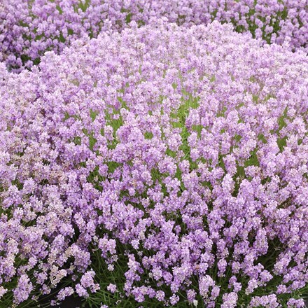 Lavandula angustifolia 'Rosea' | Lavender |