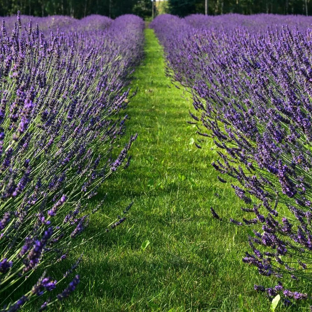 Lavandula × Intermedia Phenomenal | Lavender