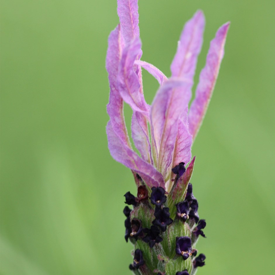 Lavandula Pedunculata Subsp. Pedunculata | French Lavender