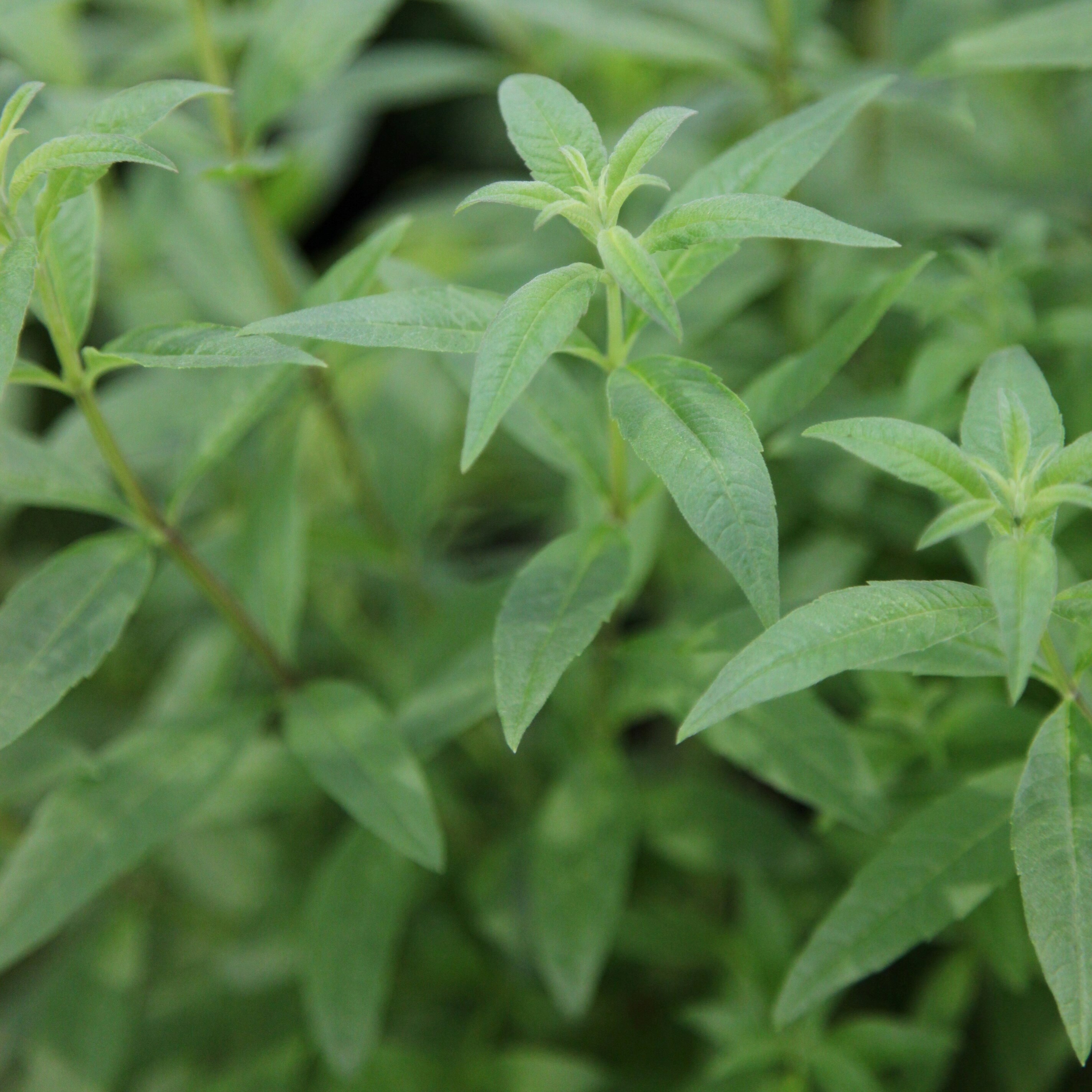 Aloysia Citrodora | Lemon Verbena