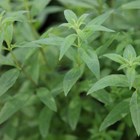 Aloysia Citrodora | Lemon Verbena