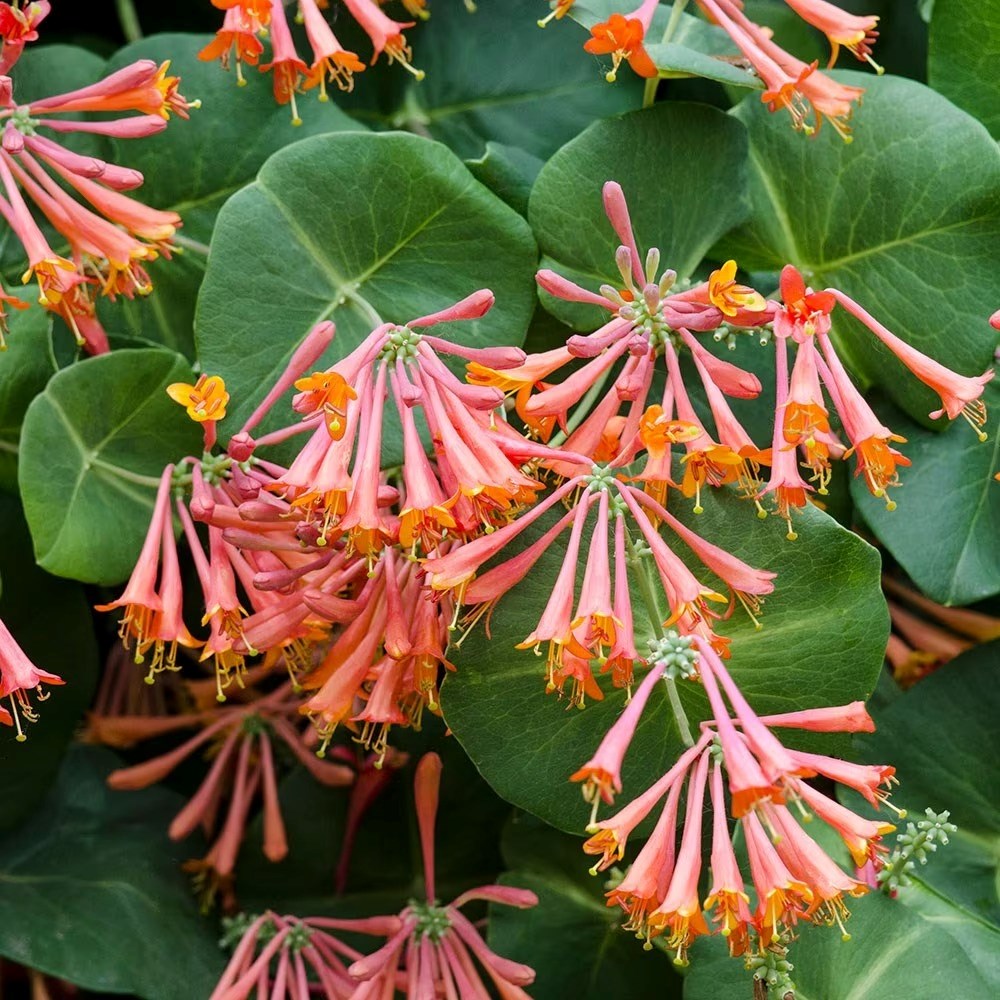 Lonicera Sempervirens | Trumpet Honeysuckle