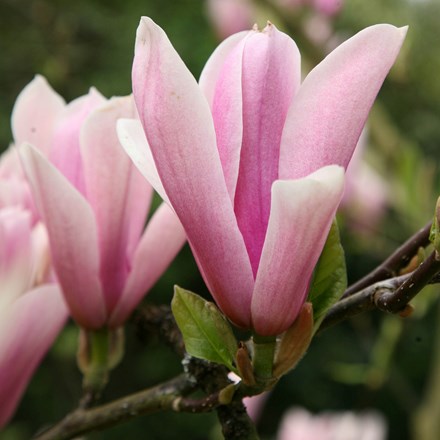 Magnolia Heaven Scent | Magnolia |