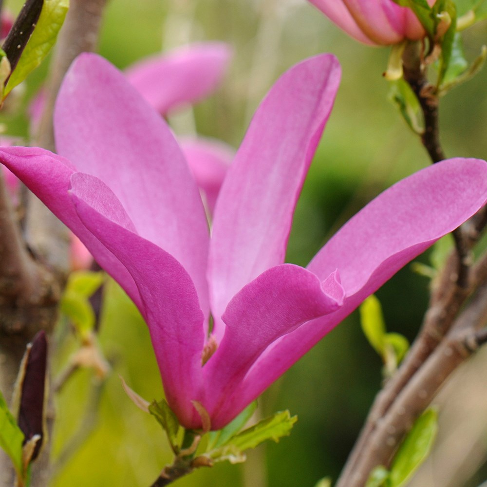 Magnolia Susan