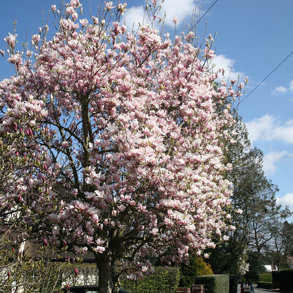 Magnolia × Soulangeana | Magnolia